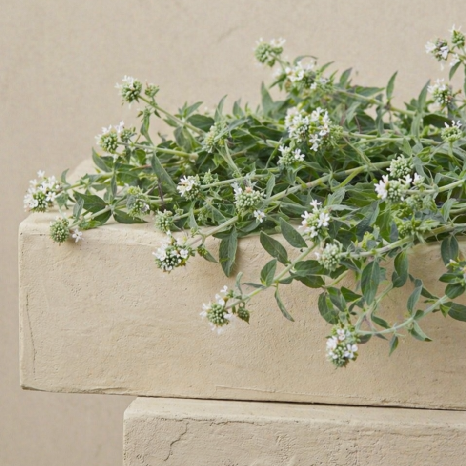 Bergsmynta 'Mountain Mint' pluggplanta – färdig att plantera ut för snittodling | Snittblomsfolk