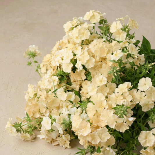 Sommarflox 'Isabellina'