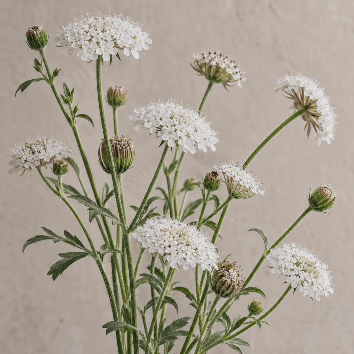 Blåparasoll 'Lace White' – Fröer för snittblomsodling