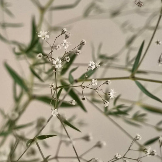 Brudslöja – Fröer för snittblomsodling