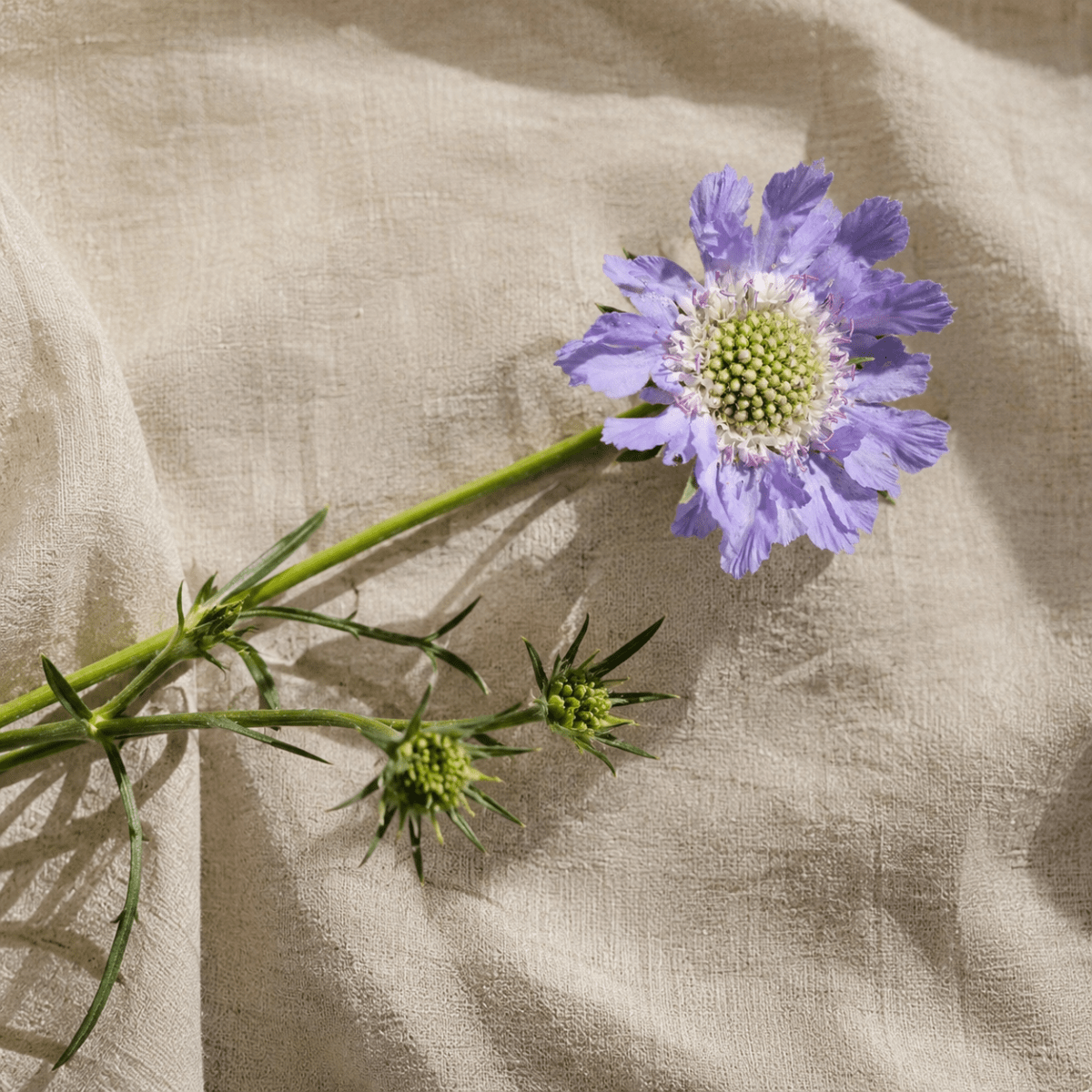 Höstvädd 'Perfecta' – Fröer för snittblomsodling