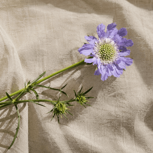 Höstvädd 'Perfecta' – Fröer för snittblomsodling