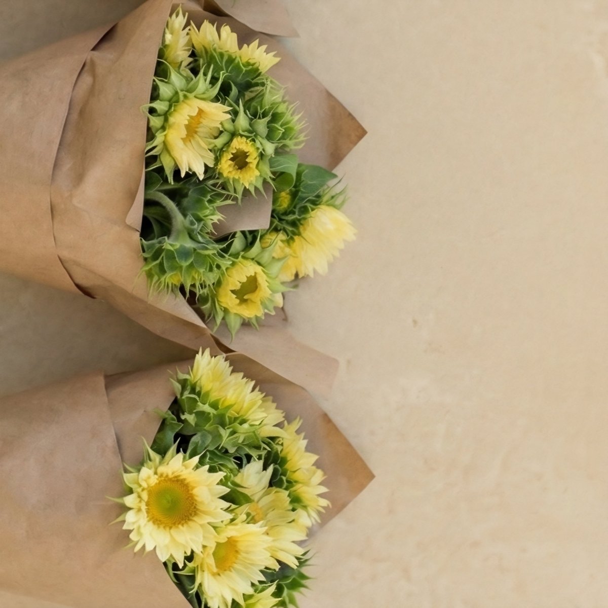 Solros 'Pro Cut White Lite' – Fröer för snittblomsodling