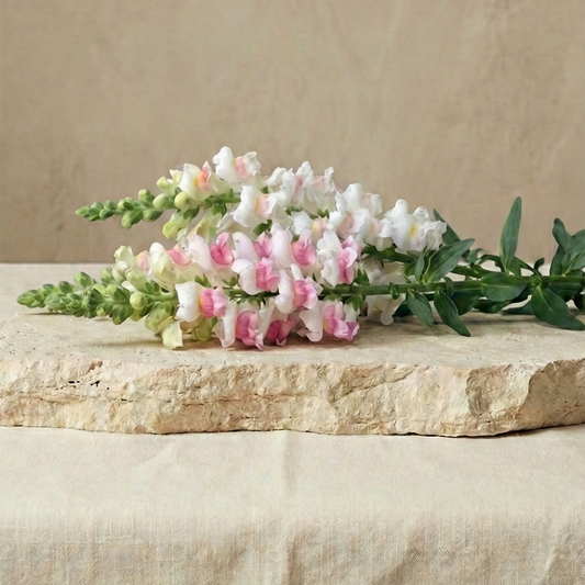 Lejongap 'Maryland Appleblossom'