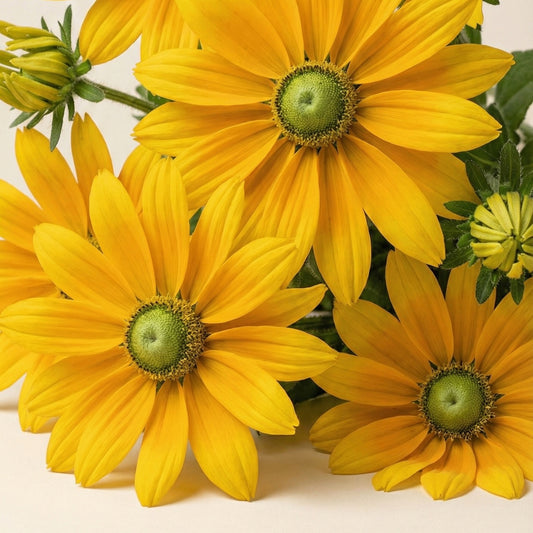 Sommarrudbeckia 'Prairie Sun'