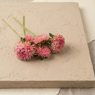 Aster 'Chrisantella Flamingo at Sunset'