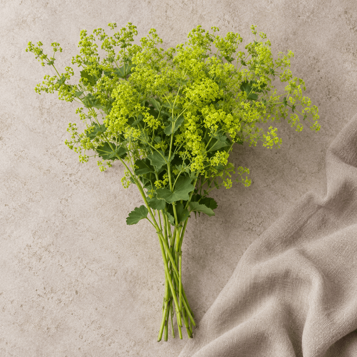 Jättedaggkåpa – Fröer för snittblomsodling