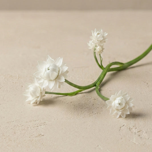 Sandeternell 'Grandiflorum'