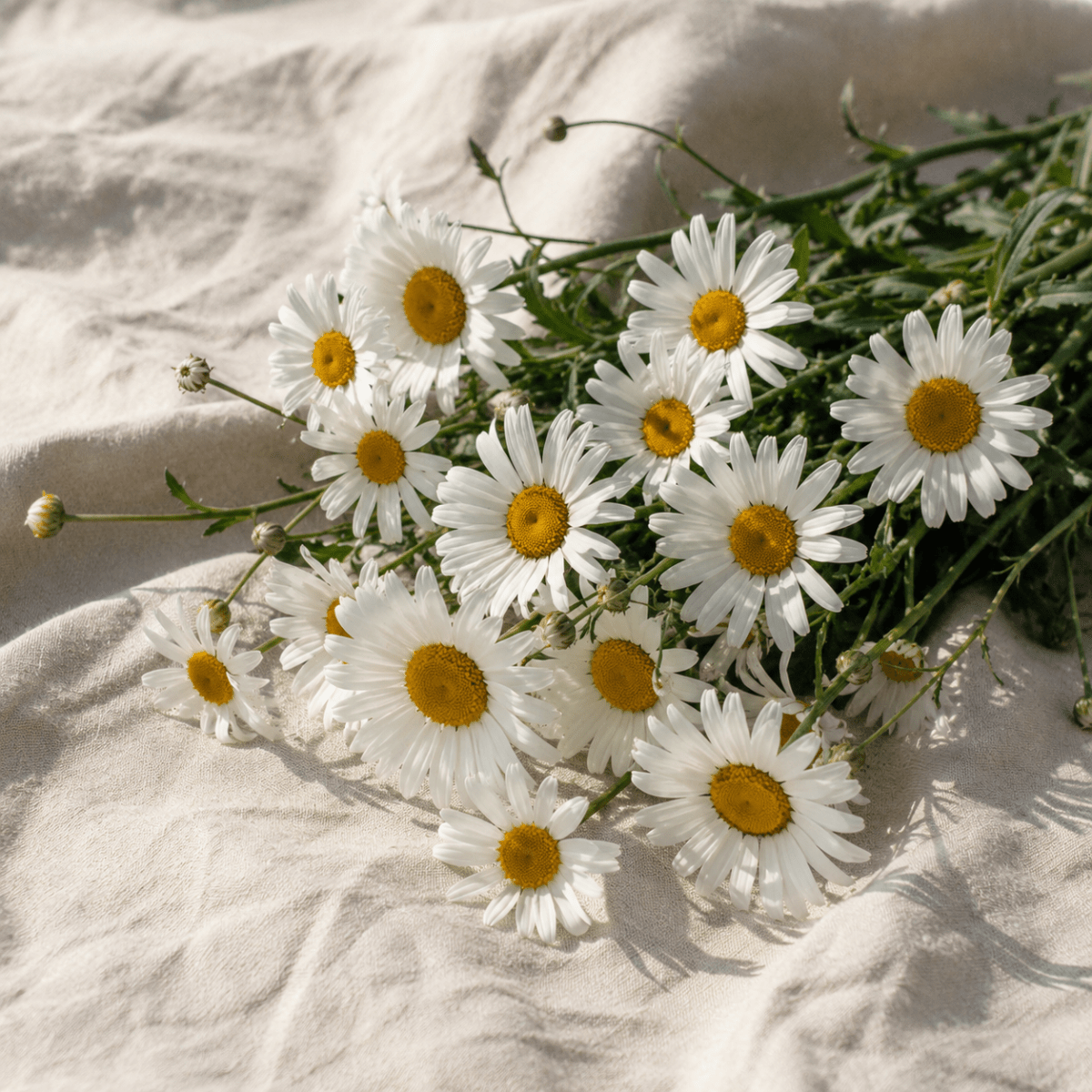 Jätteprästkrage 'Brightside' – Fröer för snittblomsodling
