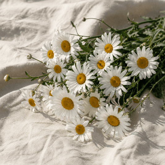 Jätteprästkrage 'Brightside' – Fröer för snittblomsodling