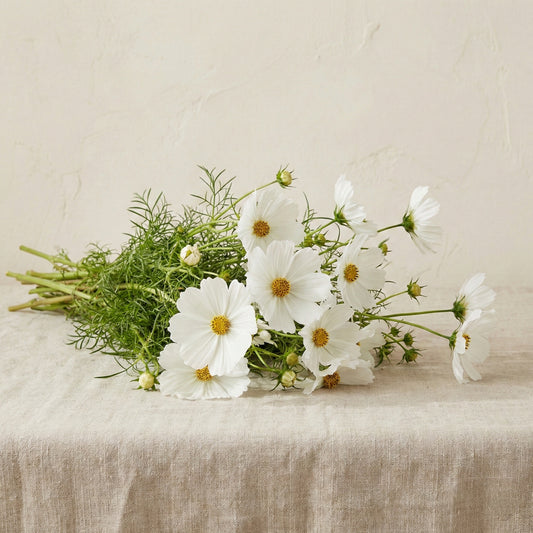 Rosenskära 'Versailles White'