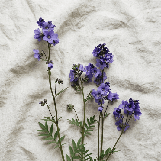 Japanskt blågull 'Purple Rain Strain' – Fröer för snittblomsodling