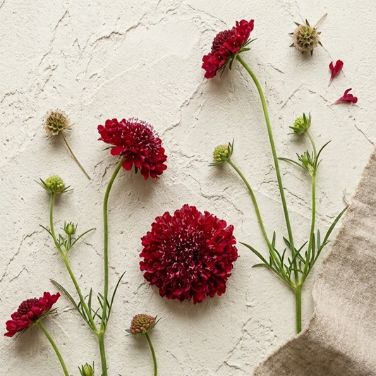 Praktvädd 'QIS Scarlet'