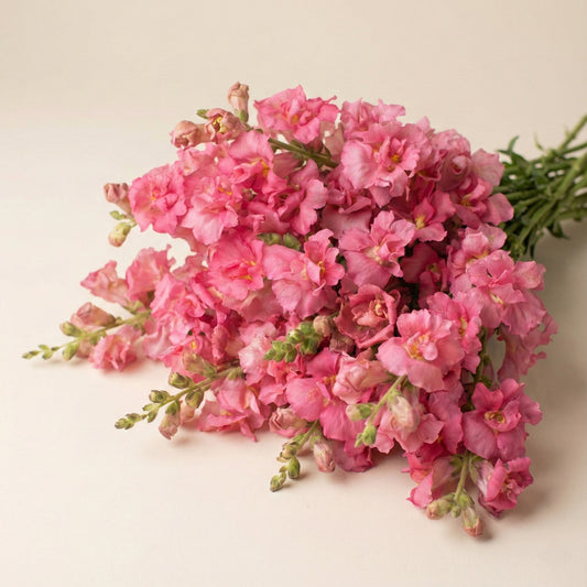 Lejongap 'Madame Butterfly Rose'