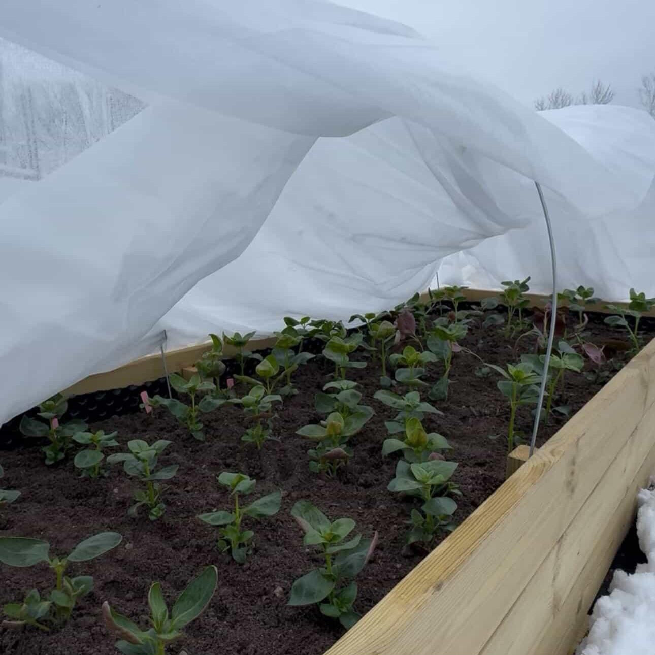 Fiberduk för snittblomsodling