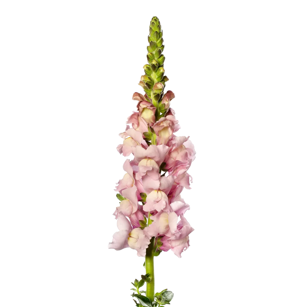 Lejongap 'Toulon Lavender IV-V F1'