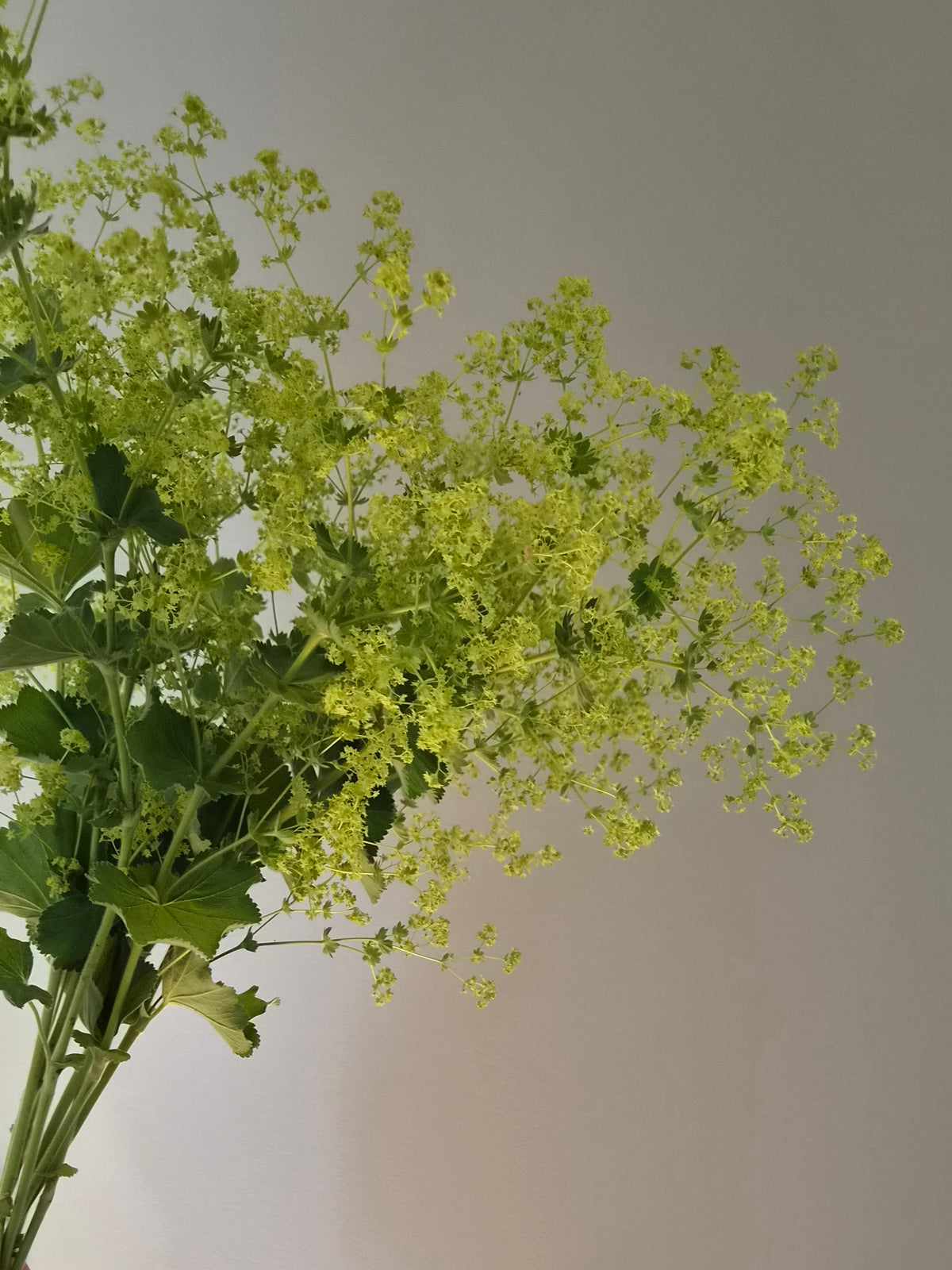 Jättedaggkåpa – Pluggplanta 1 st