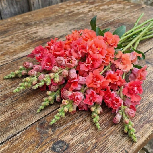 Lejongap 'Madame Butterfly Bronze'