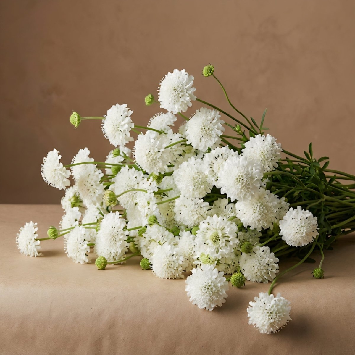 Praktvädd 'Snowmaiden' – Fröer för snittblomsodling