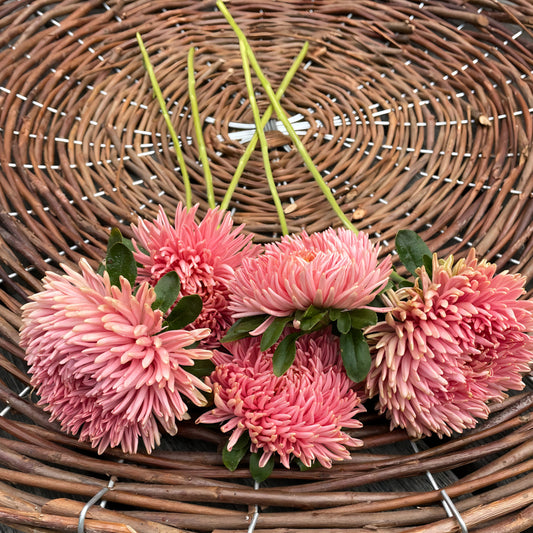 Aster 'Chrisantella Living Coral'