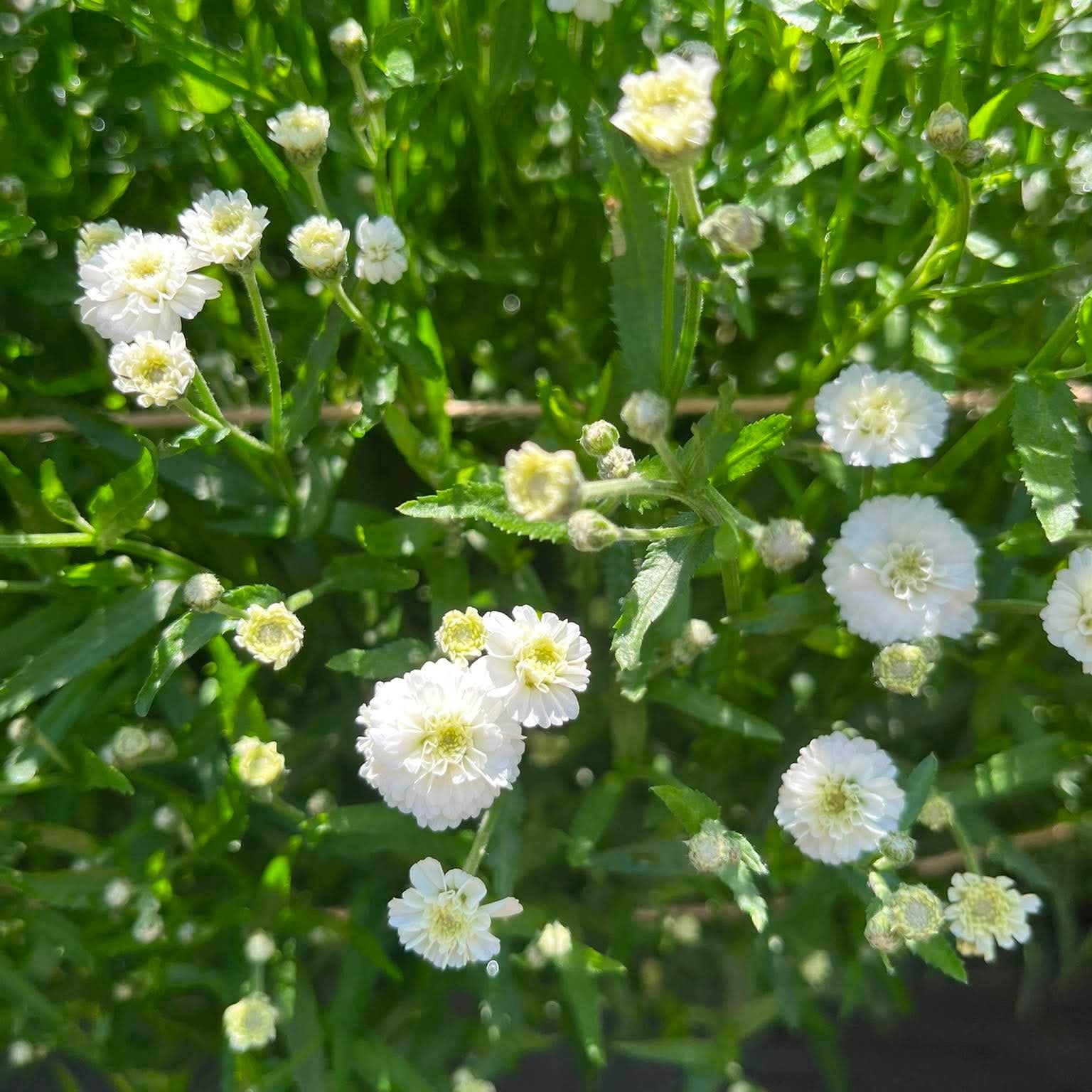 Vitpytta 'Noblessa' – Fröer för snittblomsodling