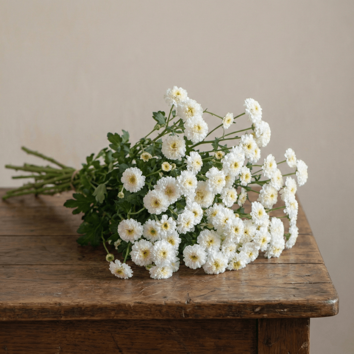 Mattram 'Tetra White Wonder' – Fröer för snittblomsodling