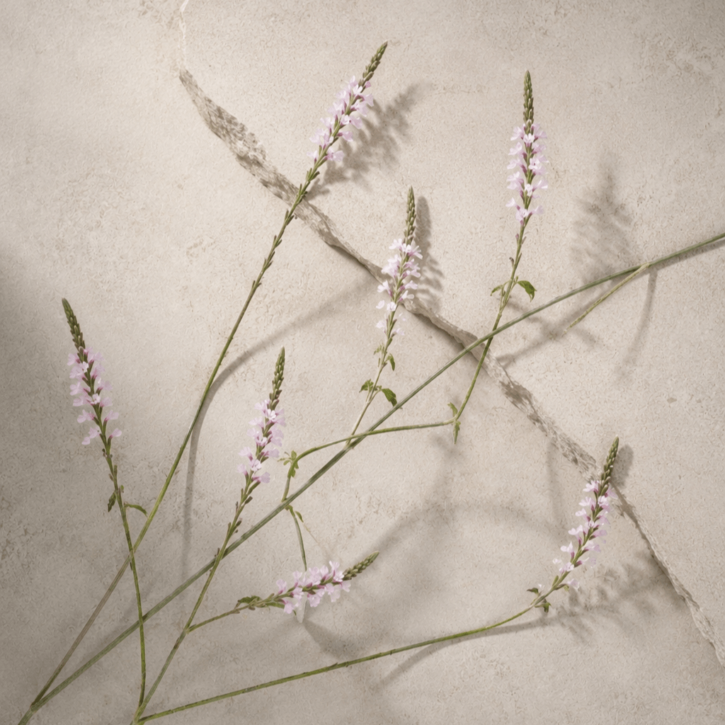 Järnört – Fröer för snittblomsodling