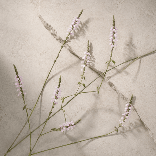 Järnört – Fröer för snittblomsodling