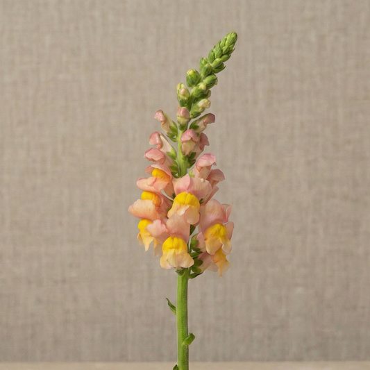 Lejongap 'Avignon Apricot II F1'