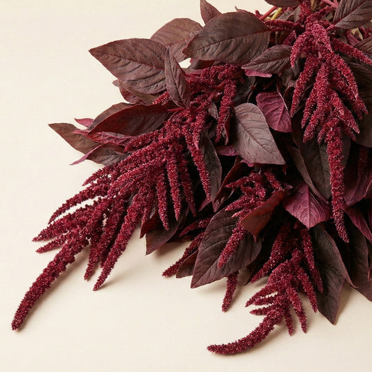 Amarant 'Velvet Curtains'