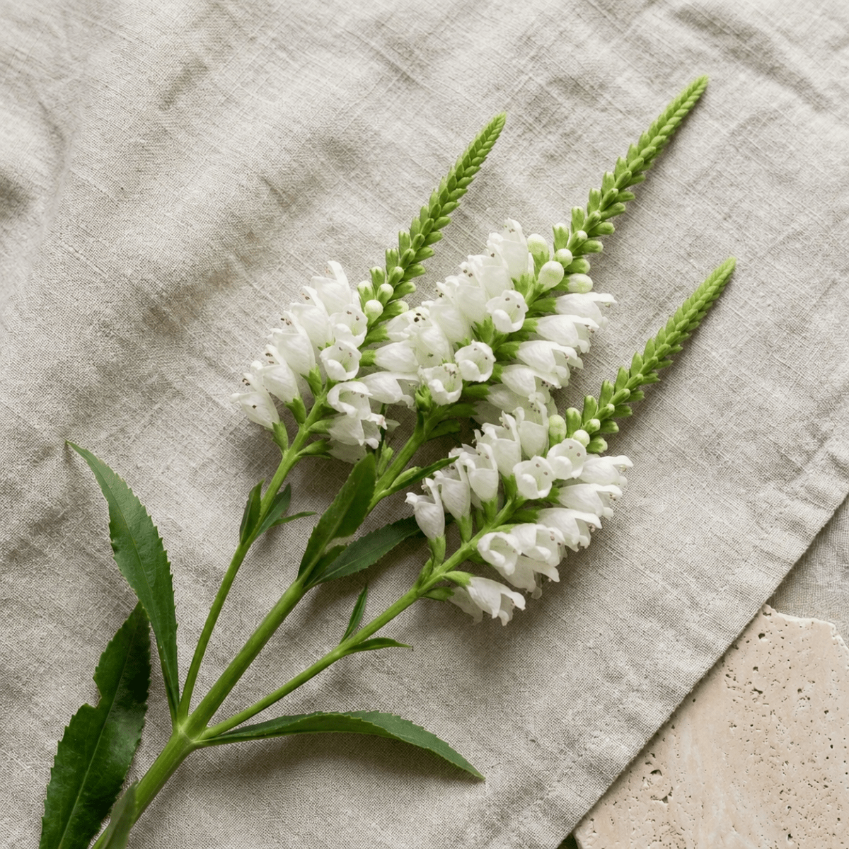 Drakmynta 'Alba' – Fröer för snittblomsodling