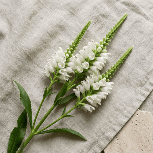 Drakmynta 'Alba' – Fröer för snittblomsodling