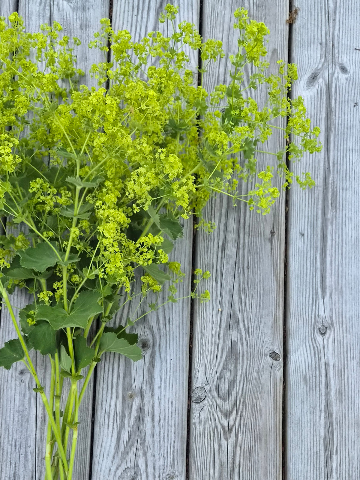 Jättedaggkåpa – Pluggplanta 1 st