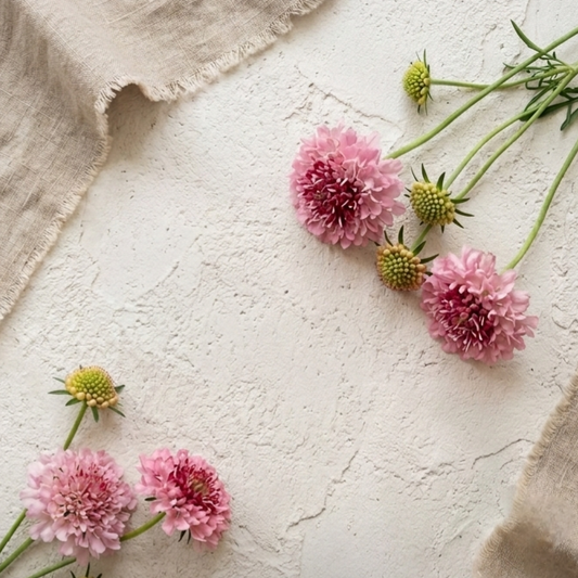 Praktvädd 'QIS Salmon Pink'