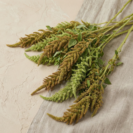 Amarant 'Autumns Touch'