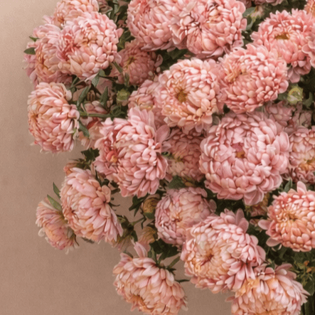 Aster 'Tower Chamois' – Fröer för snittblomsodling