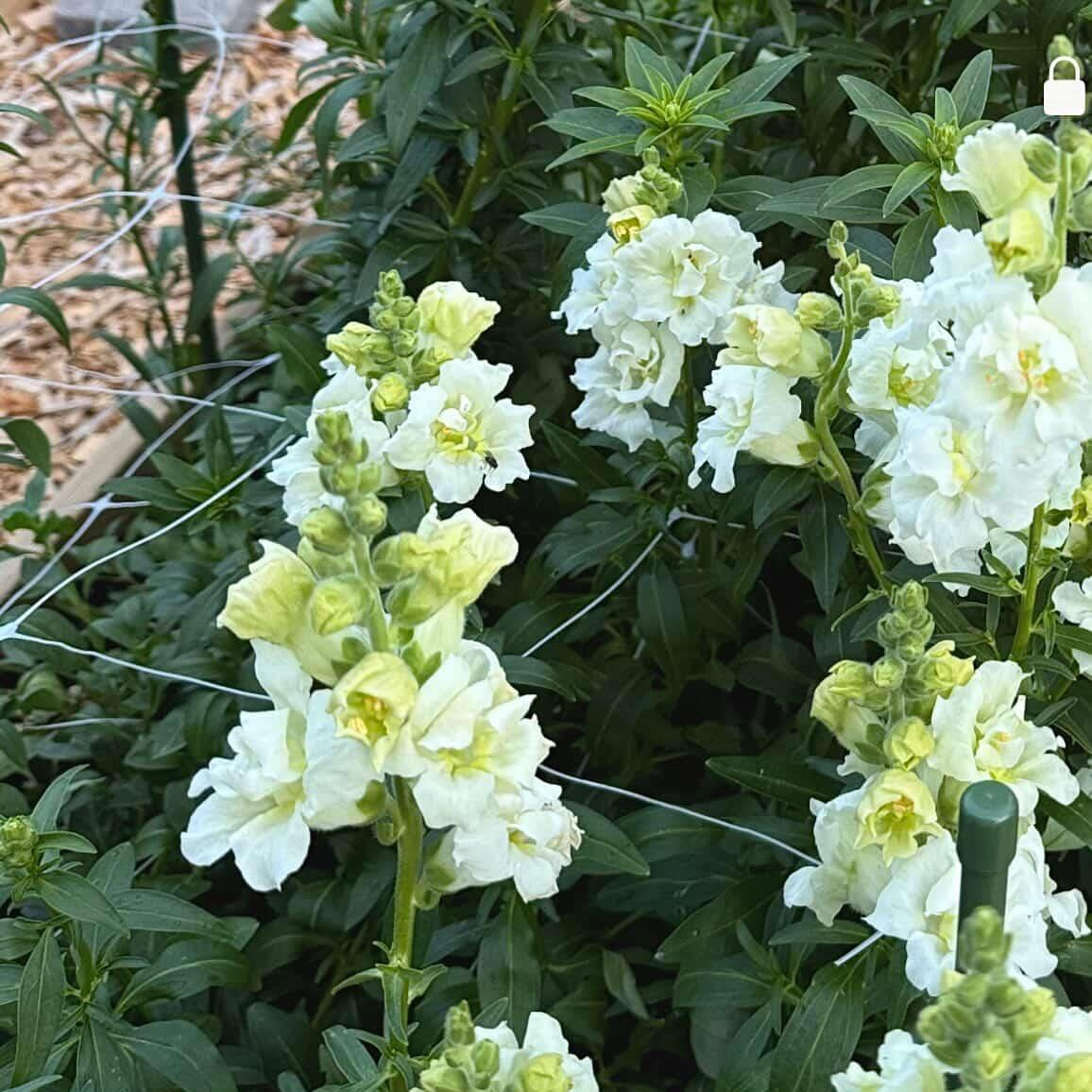 Stödnät för snittblommor – i användning hos odlare | Snittblomsfolk
