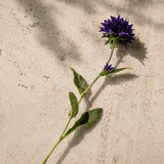 Toppklocka – Fröer för snittblomsodling