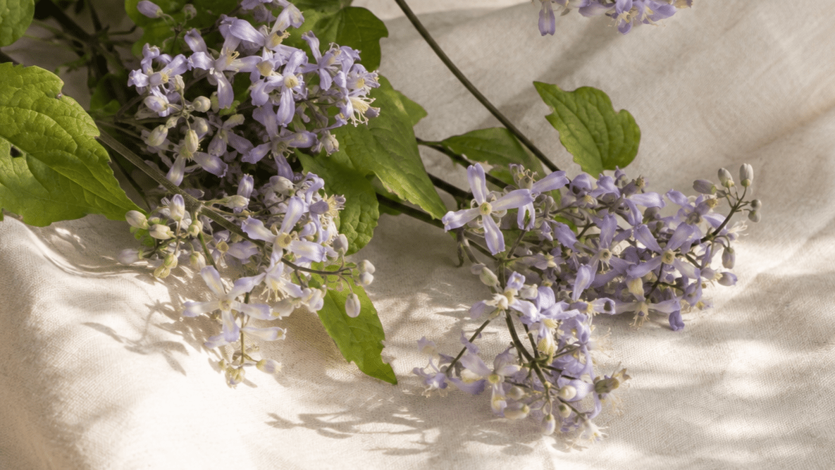 Klematis 'Praecox' – Pluggplanta 1 st – Pluggplantor för snittblomsodling