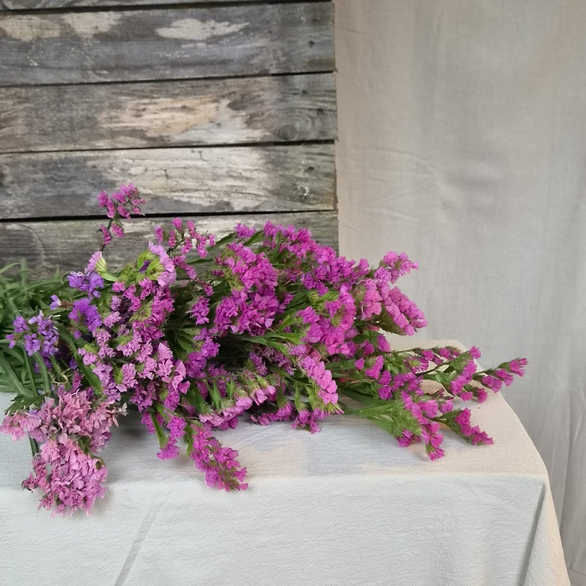 Risp 'QIS Lavender' – Fröer för snittblomsodling