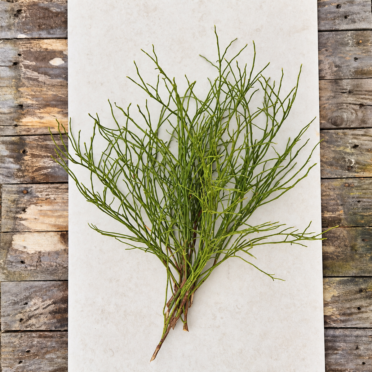 Blåbärsris, färskt