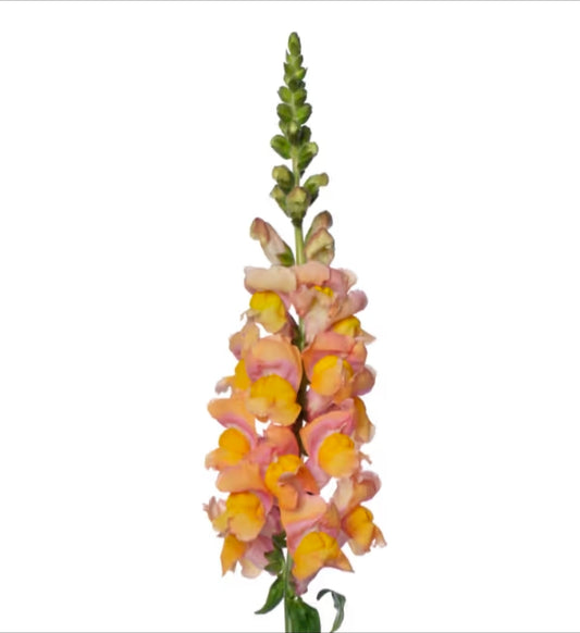 Lejongap 'Toulon Apricot IV-V F1'