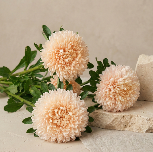 Aster 'Chrisantella Pink Mother-of-Pearl'
