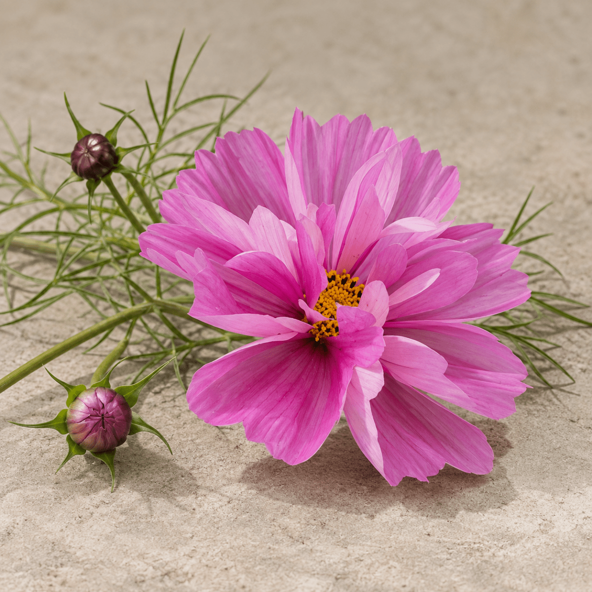 Rosenskära 'Fizzy Pink Dark Centre' – Fröer för snittblomsodling