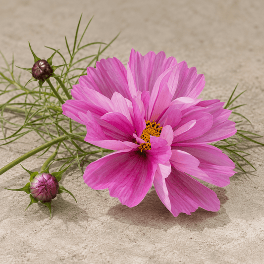 Rosenskära 'Fizzy Pink Dark Centre' – Fröer för snittblomsodling
