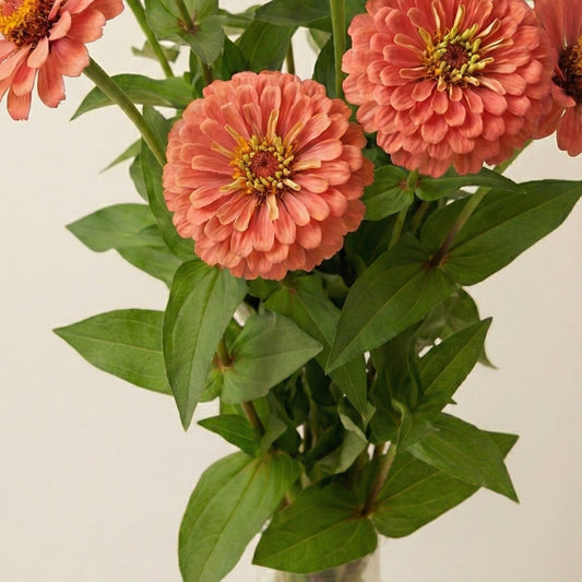 Zinnia 'Salmon Queen'