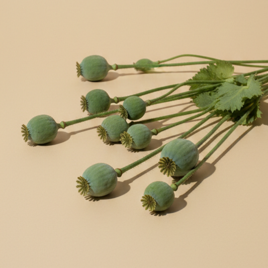 Brödvallmo 'Enkel vit'