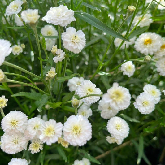 Vitpytta 'Noblessa' – Fröer för snittblomsodling
