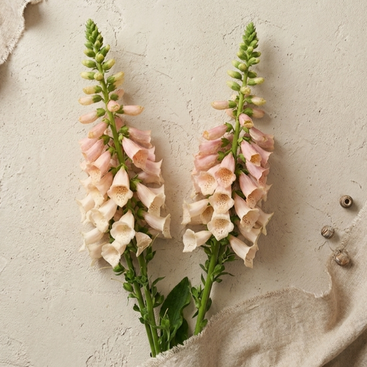Fingerborgsblomma 'Dalmatian Peach' pluggplanta – varm persikorosa, aprikos, färdig att plantera ut | Snittblomsfolk