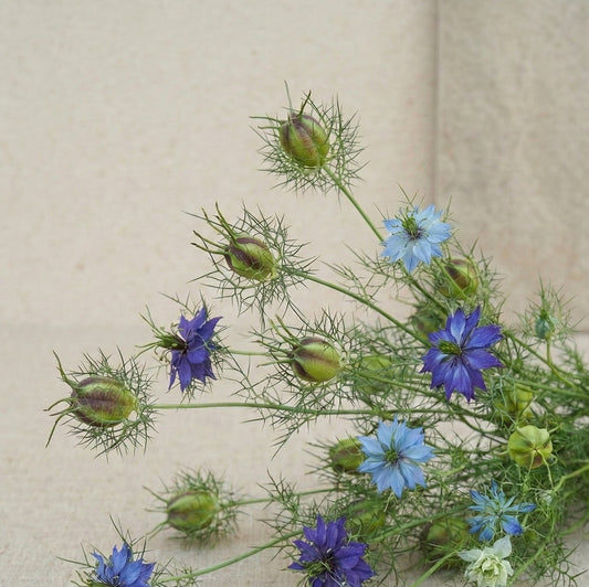 Jungfrun i det gröna 'Moody Blues'